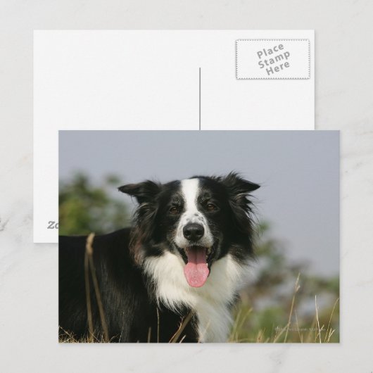 Carte Postale Capture d'écran de la bordure 1 (Devant / Derrière)