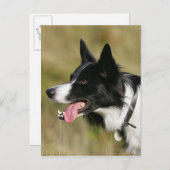 Carte Postale Capture d'écran de la bordure Collie 2 (Devant / Derrière)
