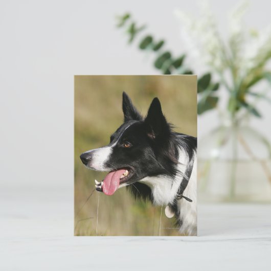 Carte Postale Capture d'écran de la bordure Collie 2 (Debout devant)