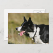 Carte Postale Capture d'écran de la bordure Collie 2 (Devant / Derrière)