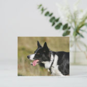 Carte Postale Capture d'écran de la bordure Collie 2 (Debout devant)