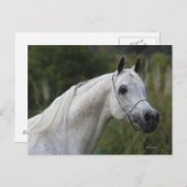 Carte Postale Capture d'écran du cheval arabe 1 (Devant / Derrière)