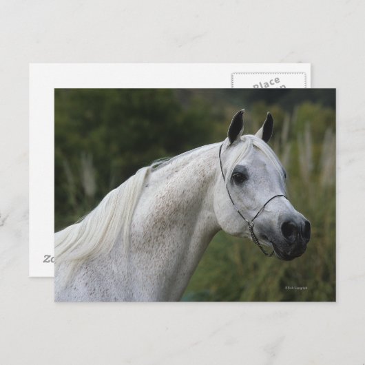 Carte Postale Capture d'écran du cheval arabe 1 (Devant / Derrière)