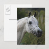 Carte Postale Capture d'écran du cheval arabe 1 (Devant / Derrière)