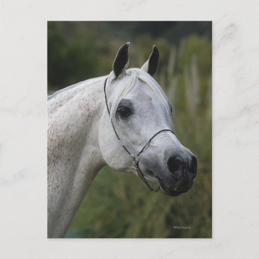 Carte Postale Capture d'écran du cheval arabe 1 (Devant)