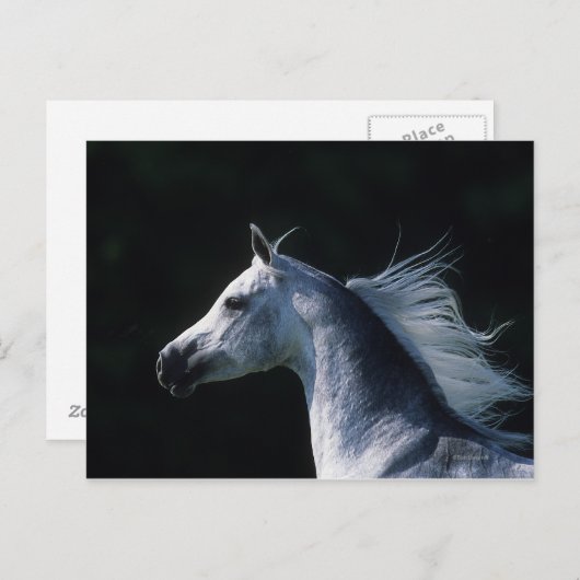 Carte Postale Capture d'écran du cheval arabe 2 (Devant / Derrière)
