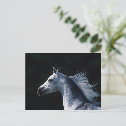 Carte Postale Capture d'écran du cheval arabe 2 (Debout devant)