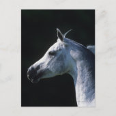 Carte Postale Capture d'écran du cheval arabe 2 (Devant)