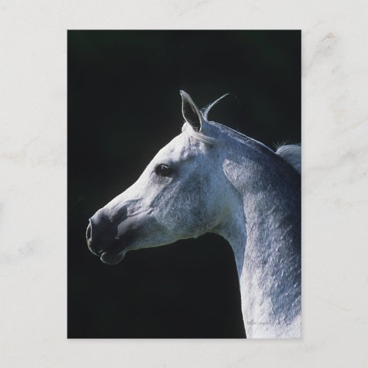 Carte Postale Capture d'écran du cheval arabe 2 (Devant)