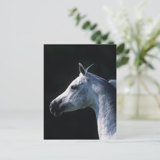 Carte Postale Capture d'écran du cheval arabe 2 (Debout devant)