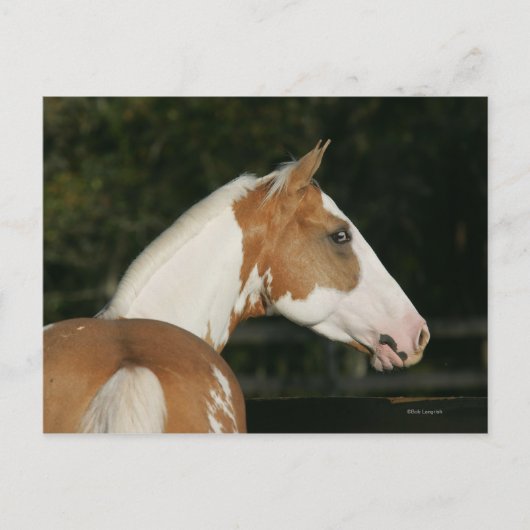 Carte Postale Capture d'écran du Cheval de peinture 2 (Devant)