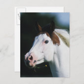 Carte Postale Capture d'écran du Cheval de peinture 3 (Devant / Derrière)