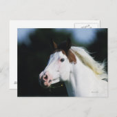 Carte Postale Capture d'écran du Cheval de peinture 3 (Devant / Derrière)