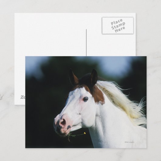 Carte Postale Capture d'écran du Cheval de peinture 3 (Devant / Derrière)