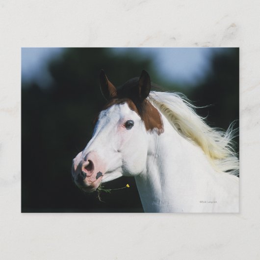 Carte Postale Capture d'écran du Cheval de peinture 3 (Devant)