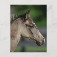 Capture d'écran du poulain du cheval de quart