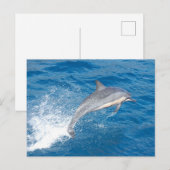 Carte Postale Capture d'écran du saut de dauphin à Hawaii (Devant / Derrière)