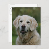 Carte Postale Capture d'écran Golden Retriever 2 (Devant / Derrière)