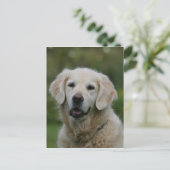 Carte Postale Capture d'écran Golden Retriever 2 (Debout devant)