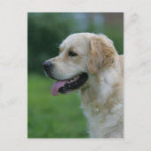 Carte Postale Capture d'écran Golden Retriever 2 2 (Devant)