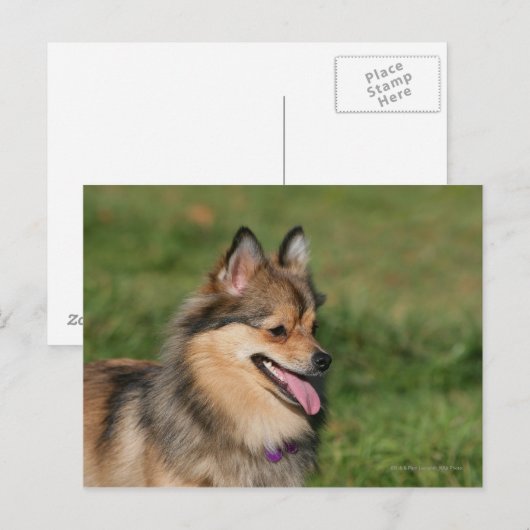 Carte Postale Capture d'écran Poméranienne (Devant / Derrière)