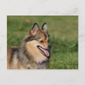 Carte Postale Capture d'écran Poméranienne (Devant)