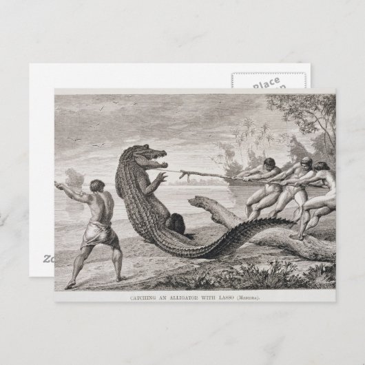 Carte Postale Capture d'un alligator avec lasso (Devant / Derrière)
