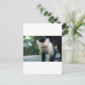 Carte Postale Capuchin Monkey.JPG (Debout devant)