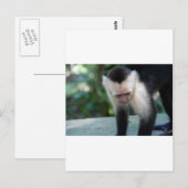 Carte Postale Capuchin Monkey.JPG (Devant / Derrière)