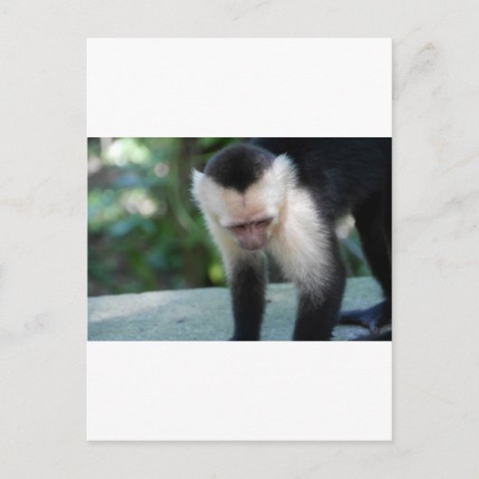 Carte Postale Capuchin Monkey.JPG (Devant)