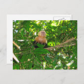 Carte Postale Capuchin Monkey - Manuel Antonio Park, Costa Rica (Devant / Derrière)