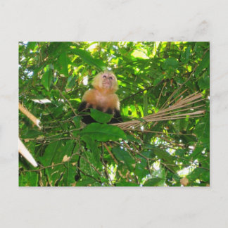 Carte Postale Capuchin Monkey - Manuel Antonio Park, Costa Rica