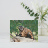 Carte Postale Capuchin Singe Mignonne Mais Cranky (Debout devant)