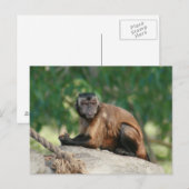 Carte Postale Capuchin Singe Mignonne Mais Cranky (Devant / Derrière)