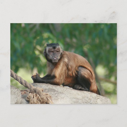 Carte Postale Capuchin Singe Mignonne Mais Cranky (Devant)