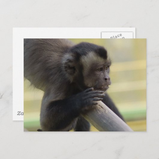 Carte postale Capucin Tufé (Devant / Derrière)