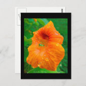 Carte Postale Capucine (Devant / Derrière)