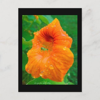 Carte Postale Capucine