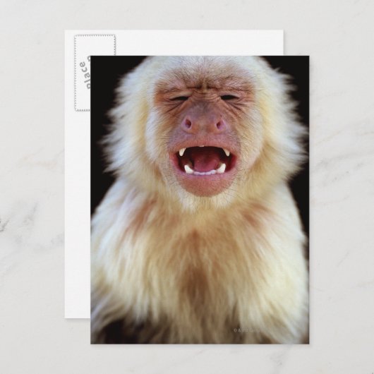 Carte Postale Capucine à gorge blanche (Cebus capucinus) avec (Devant / Derrière)