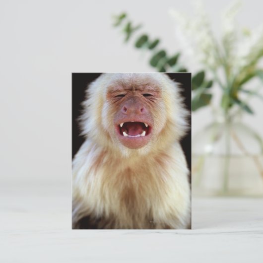 Carte Postale Capucine à gorge blanche (Cebus capucinus) avec (Debout devant)