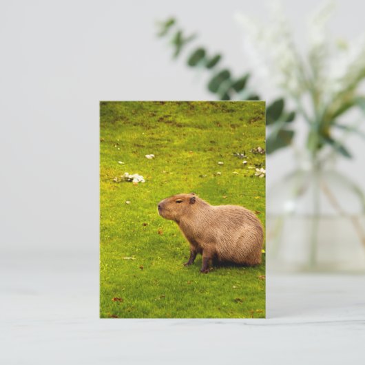Carte Postale Capybara (Debout devant)