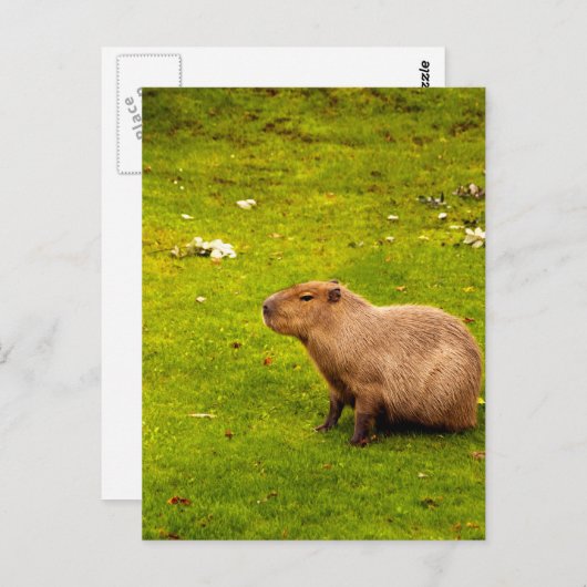 Carte Postale Capybara (Devant / Derrière)
