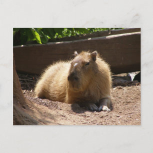 Carte Postale Capybara