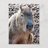 CARTE POSTALE CAPYBARA ANIMAL SAUVAGE (Devant)