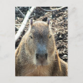 CARTE POSTALE CAPYBARA ANIMAL SAUVAGE (Devant)