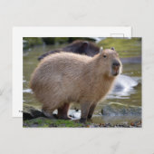 Carte Postale Capybara au bord d'un étang (Devant / Derrière)