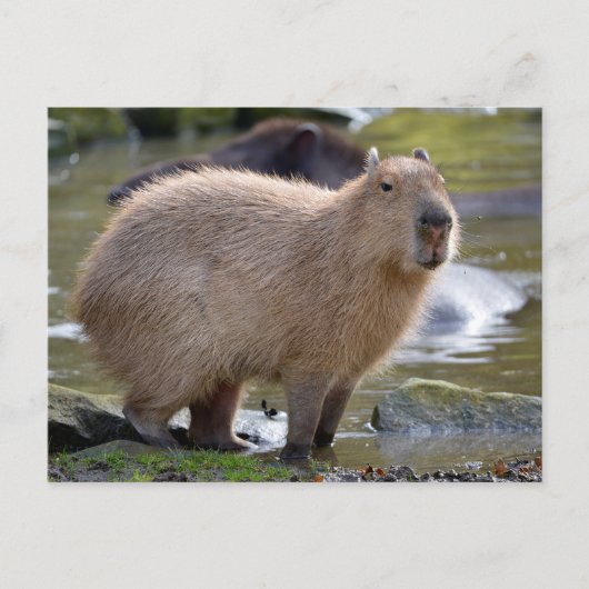 Carte Postale Capybara au bord d'un étang (Devant)