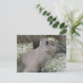 Carte Postale Capybara Babay (Debout devant)