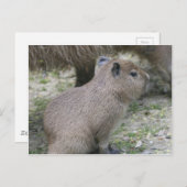 Carte Postale Capybara Babay (Devant / Derrière)