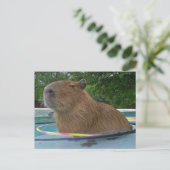 Carte Postale Capybara de la piscine (Debout devant)